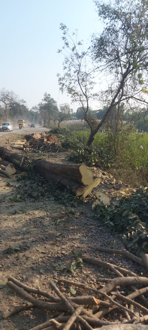 देवदुत बनलेलेल्या झाडवरच चालवली कु-हाड