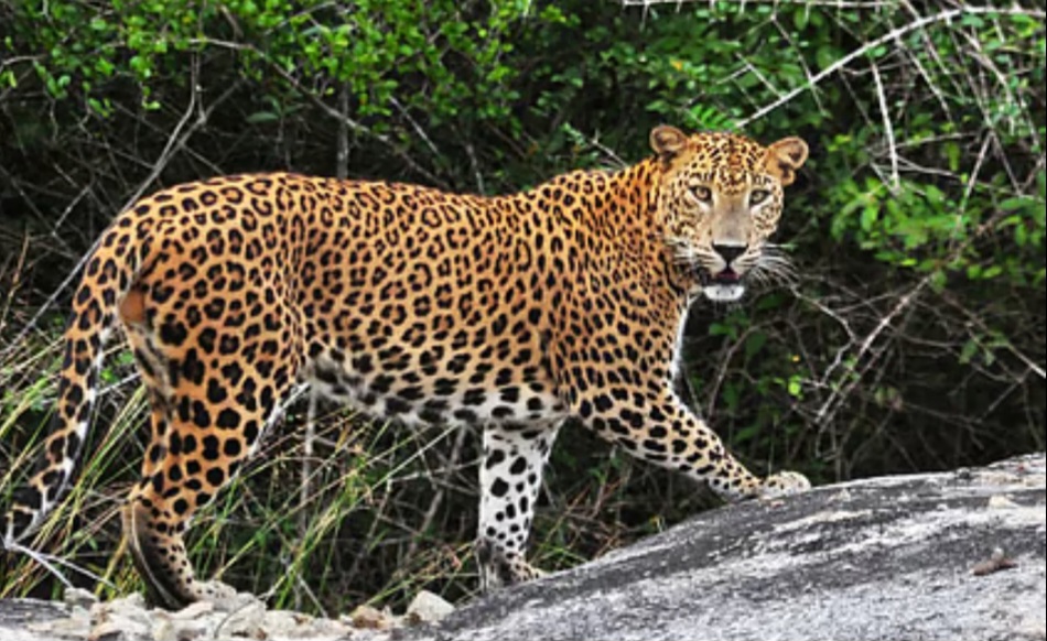 बिबट्याने पळवली कुत्रे, हाजगोळी खुर्द मधील घटना 